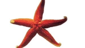 Wounded Starfish Restored - Story For Patients